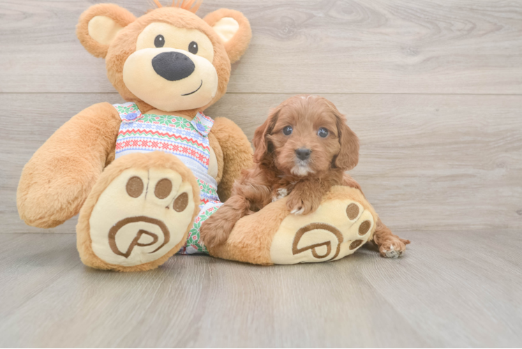 Cavapoo Pup Being Cute