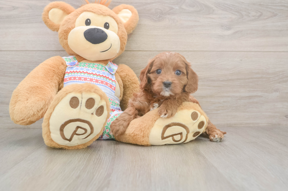 6 week old Cavapoo Puppy For Sale - Puppy Love PR
