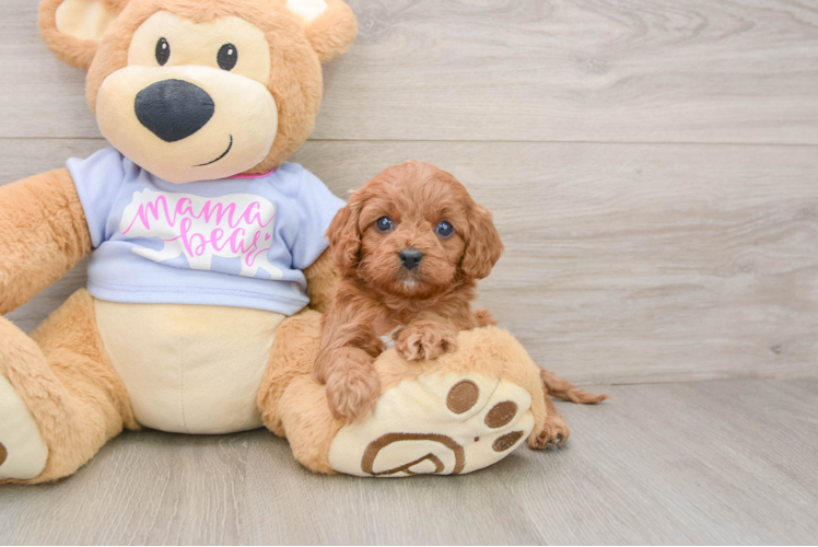 Cavapoo Puppy for Adoption