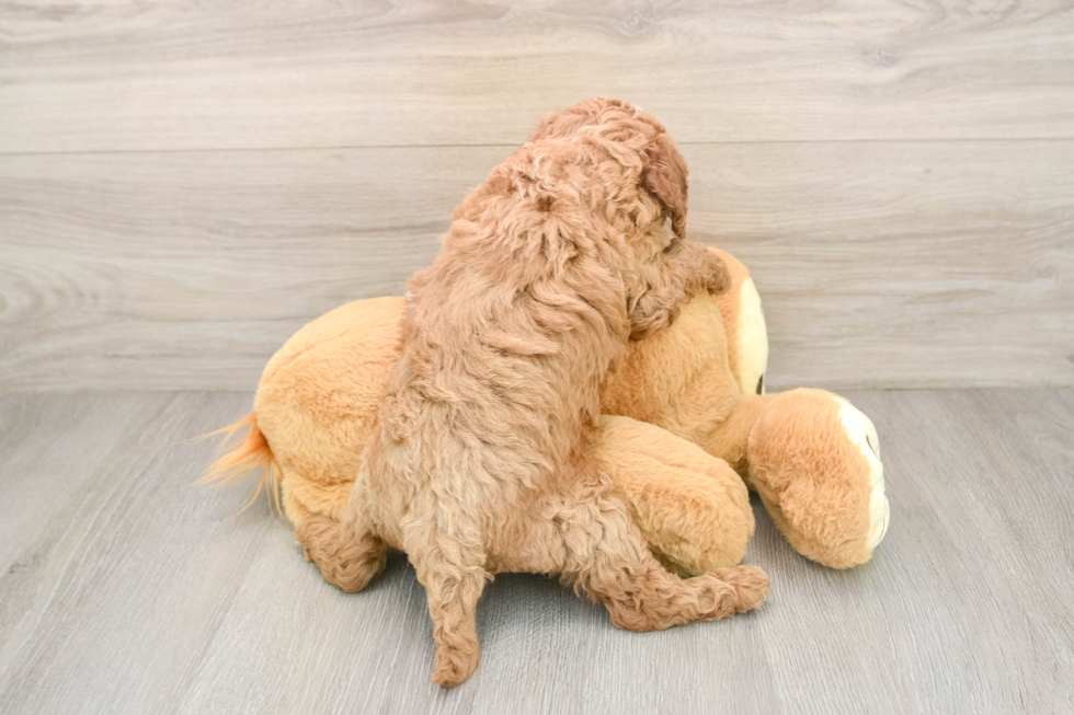 Best Cavapoo Baby