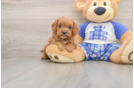Best Cavapoo Baby