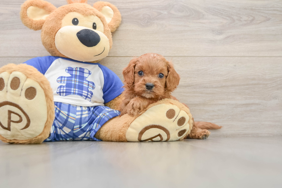 Cavapoo Puppy for Adoption