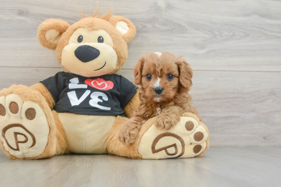 6 week old Cavapoo Puppy For Sale - Puppy Love PR