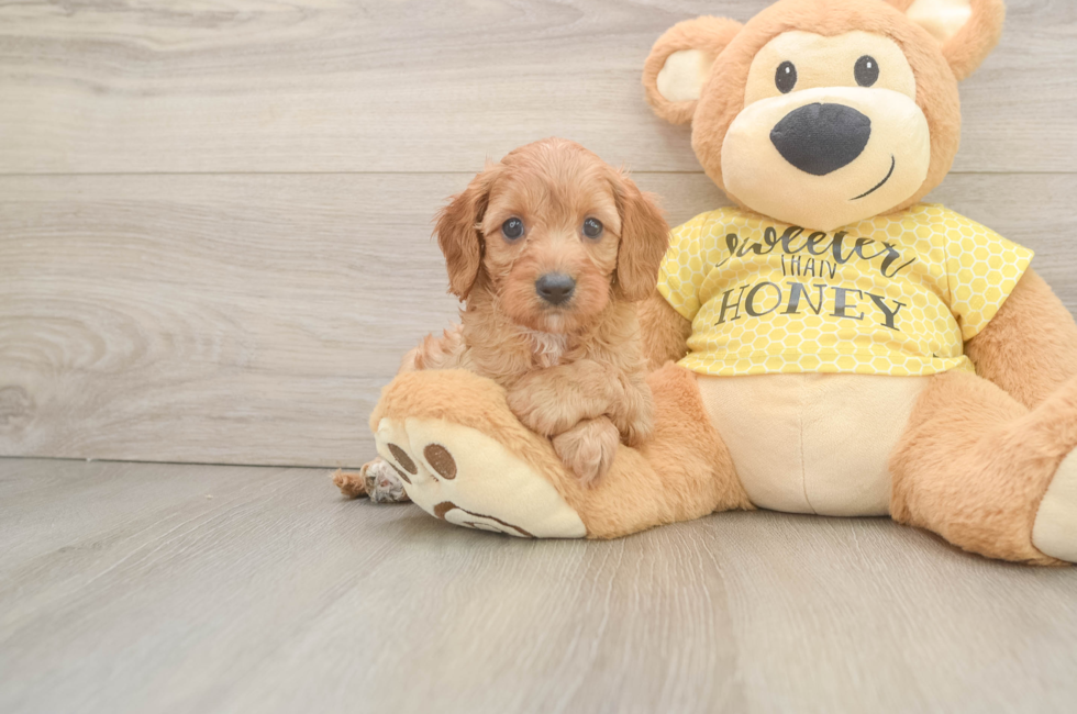 7 week old Cavapoo Puppy For Sale - Puppy Love PR