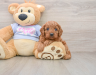 7 week old Cavapoo Puppy For Sale - Puppy Love PR