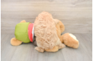 Small Cavapoo Baby