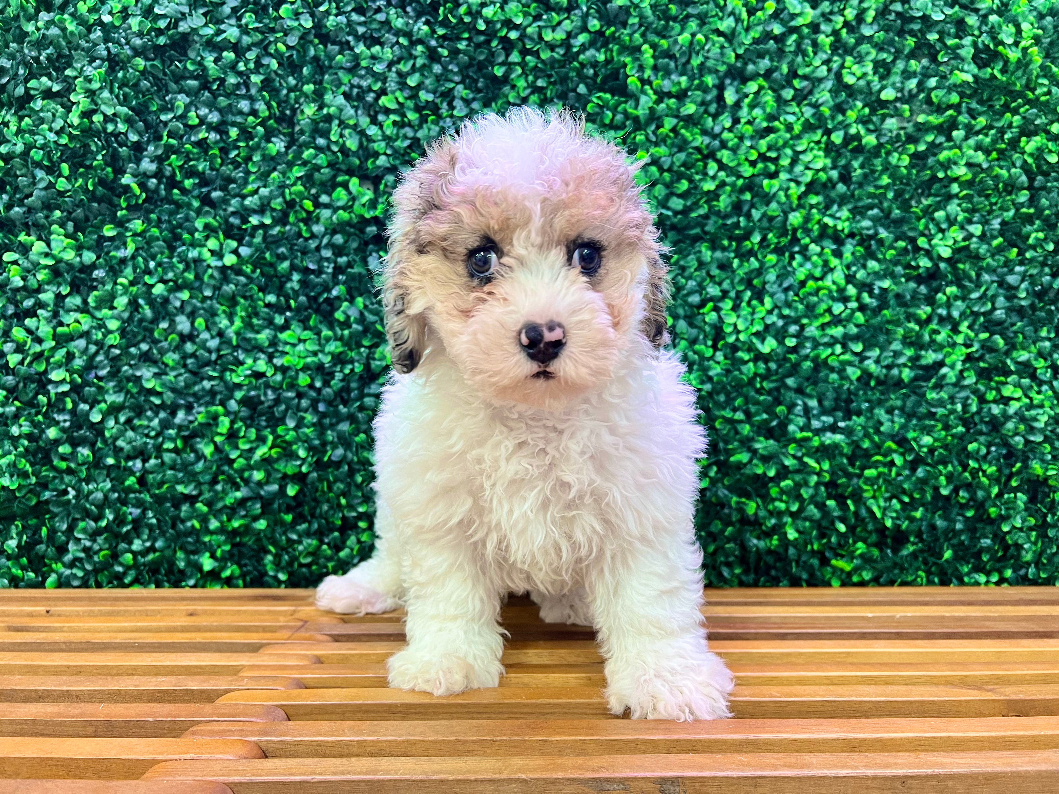 Cavapoo Pup Being Cute