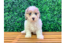 Cavapoo Pup Being Cute
