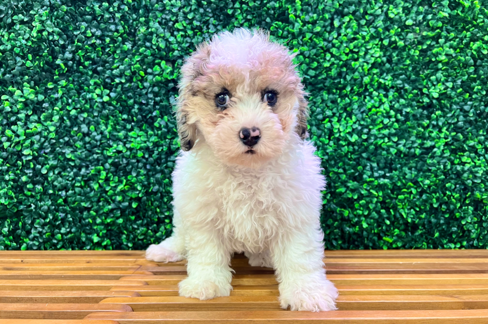 14 week old Cavapoo Puppy For Sale - Puppy Love PR