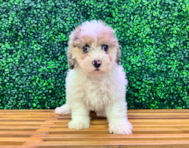 14 week old Cavapoo Puppy For Sale - Puppy Love PR