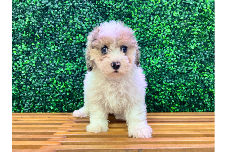 Cavapoo Pup Being Cute