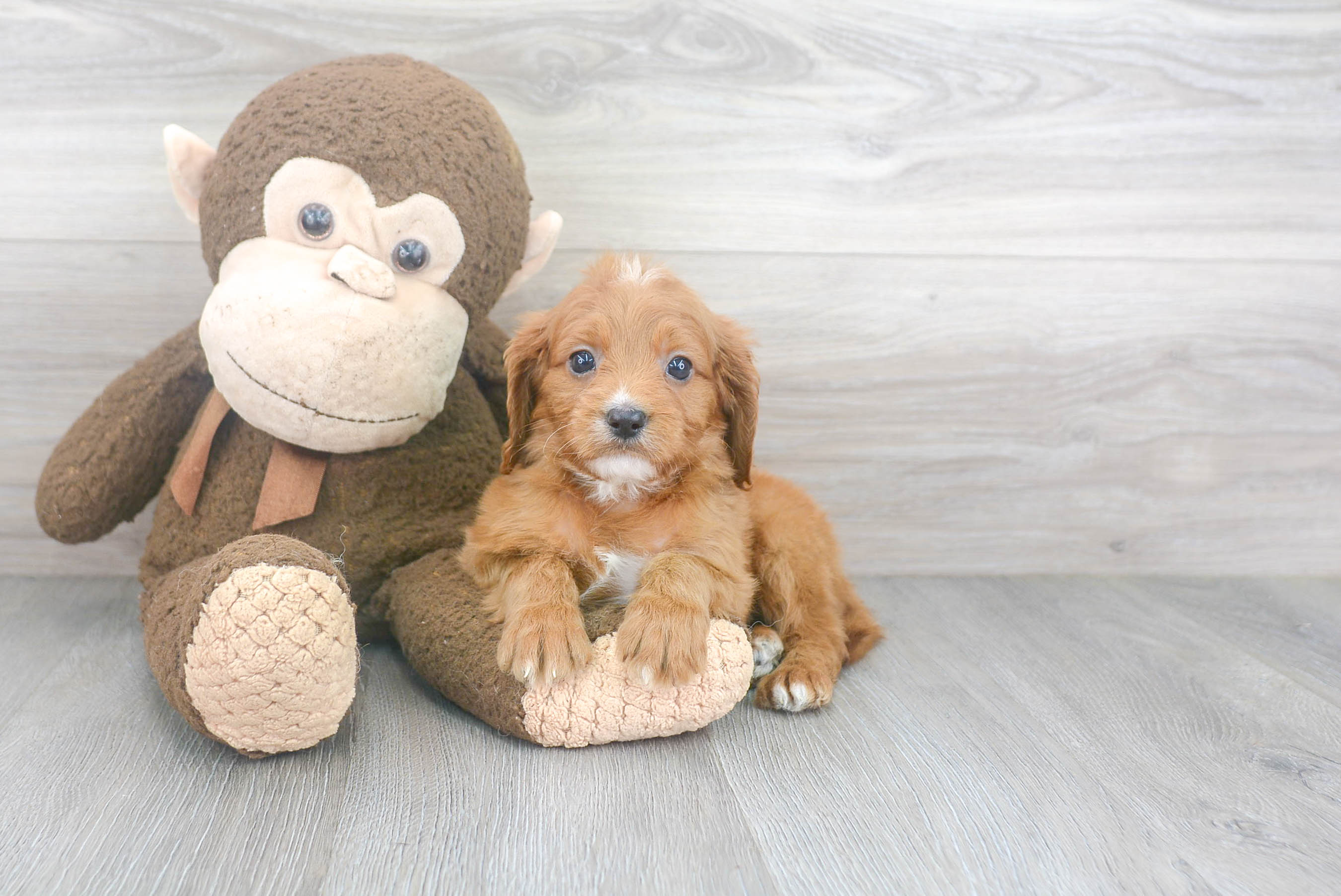 Cute Cavapoo Baby