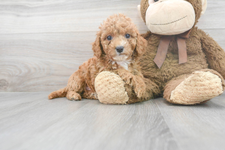 Cavapoo Pup Being Cute