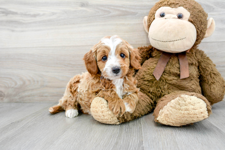 Cavapoo Pup Being Cute