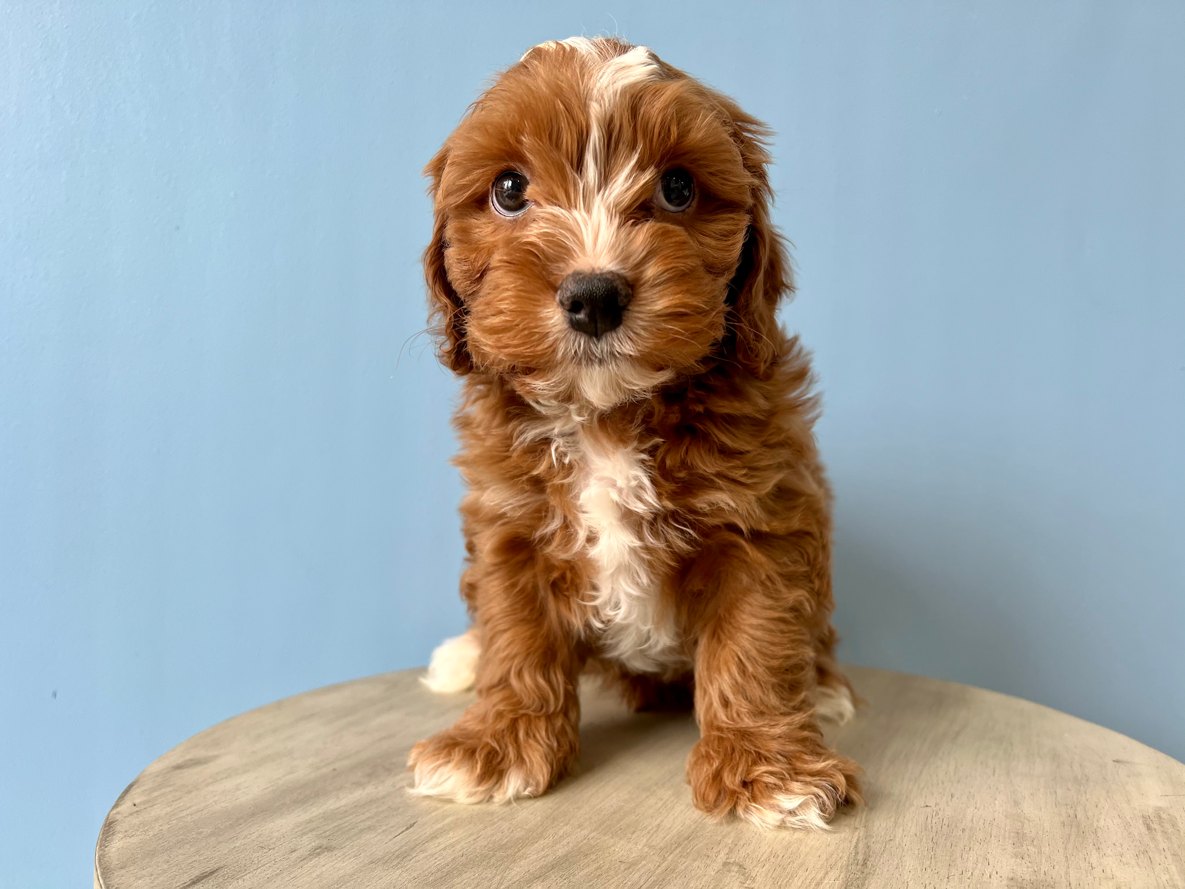 Cute Cavoodle Poodle Mix Puppy