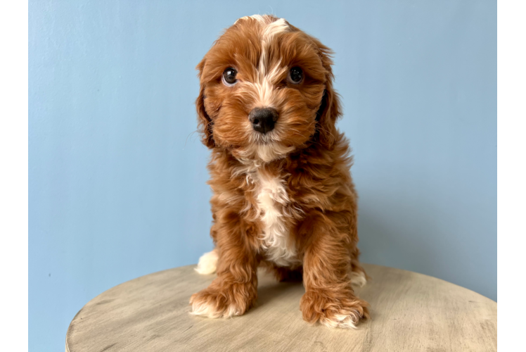 Cute Cavoodle Poodle Mix Puppy