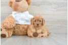 Cavapoo Pup Being Cute