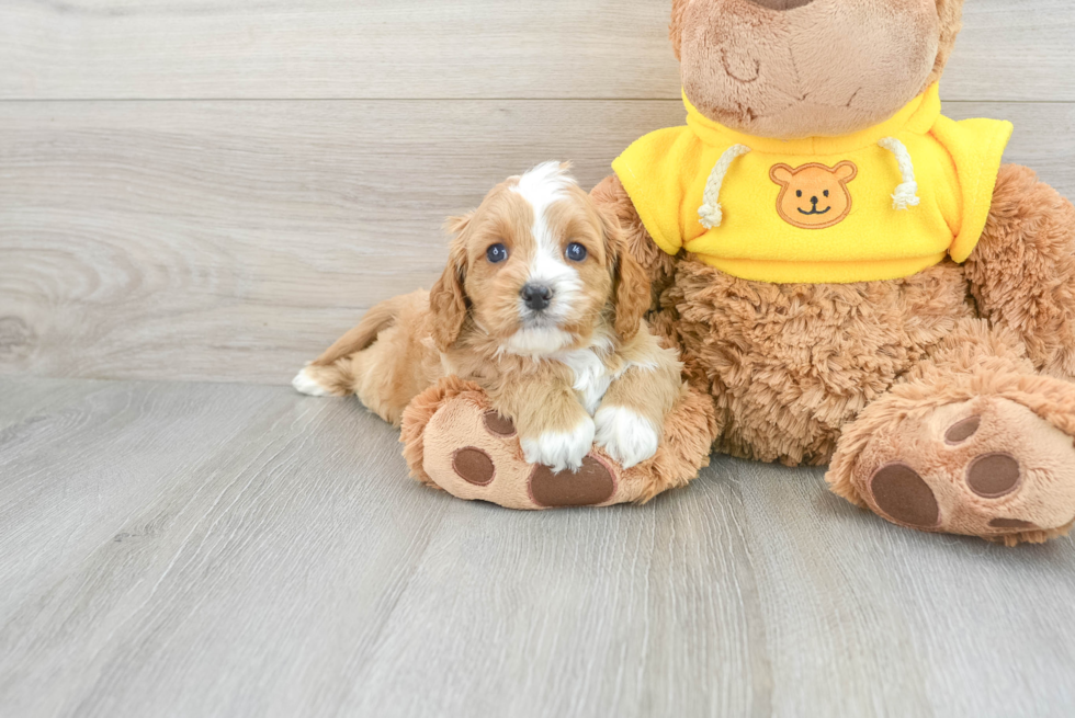 Best Cavapoo Baby