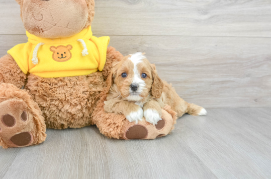 Cute Cavapoo Baby