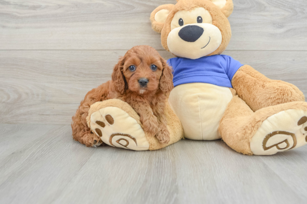 6 week old Cavapoo Puppy For Sale - Puppy Love PR