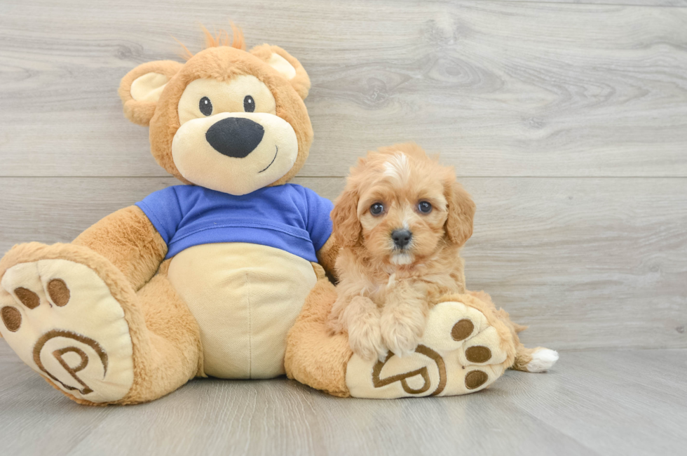 7 week old Cavapoo Puppy For Sale - Puppy Love PR