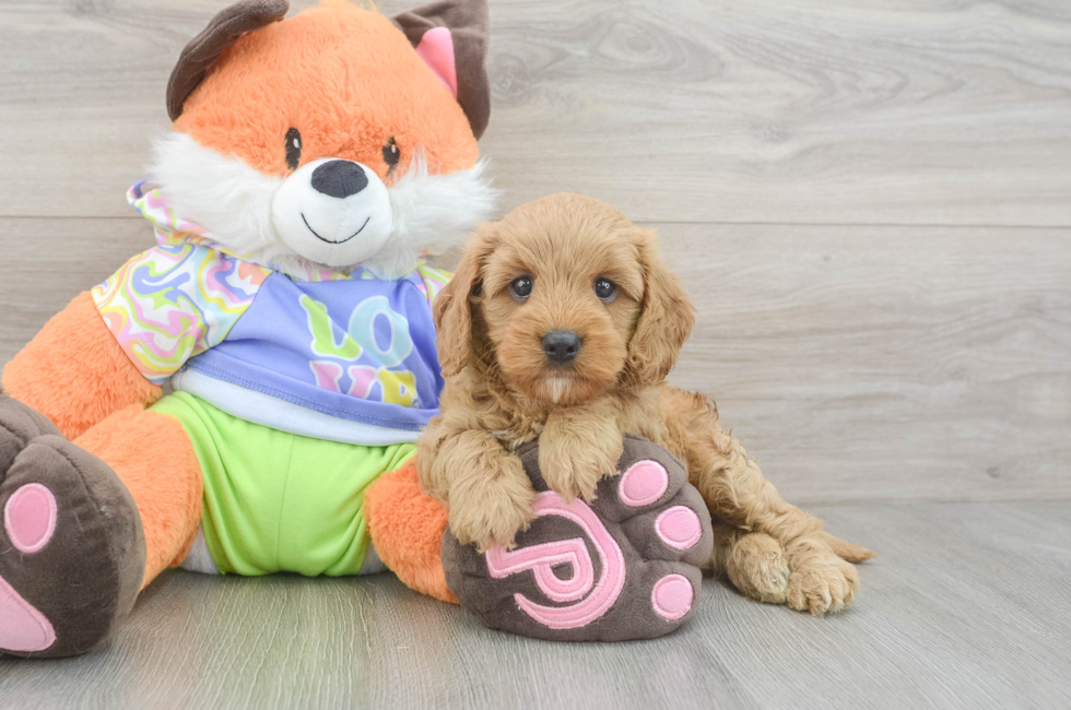 5 week old Cavapoo Puppy For Sale - Puppy Love PR