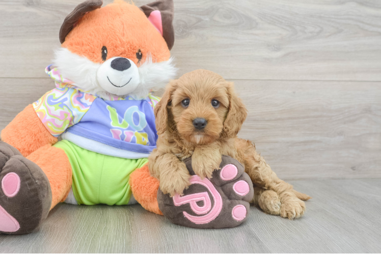 Meet Sophia - our Cavapoo Puppy Photo 1/3 - Puppy Love PR Popular Cavapoo Poodle Mix Pup