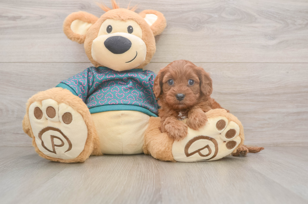 5 week old Cavapoo Puppy For Sale - Puppy Love PR