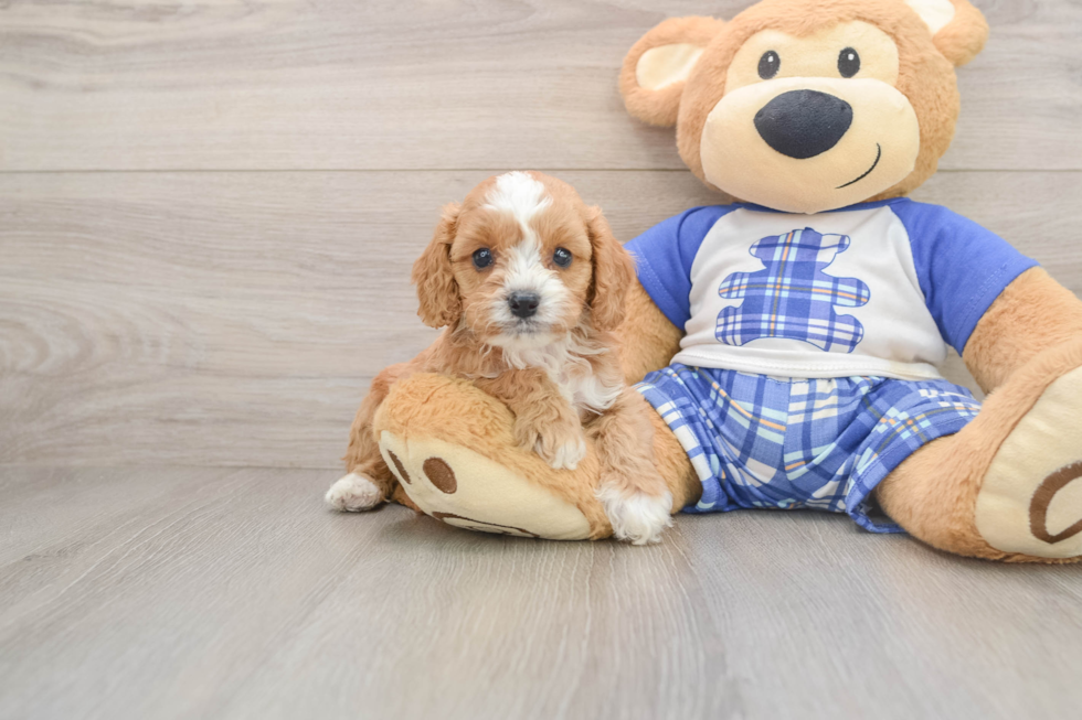 Cavapoo Puppy for Adoption