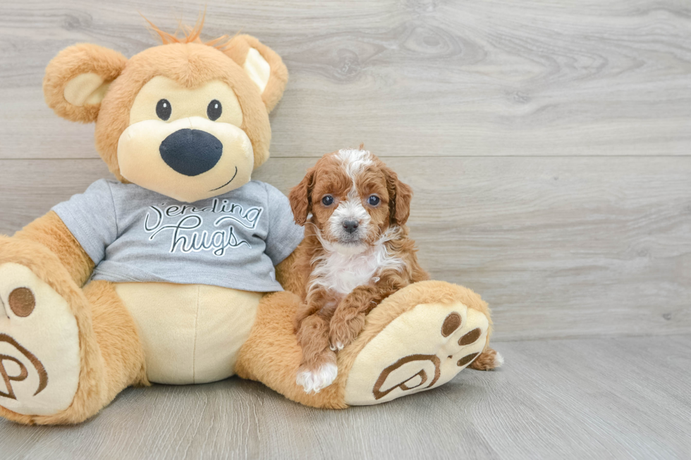 Smart Cavapoo Poodle Mix Pup