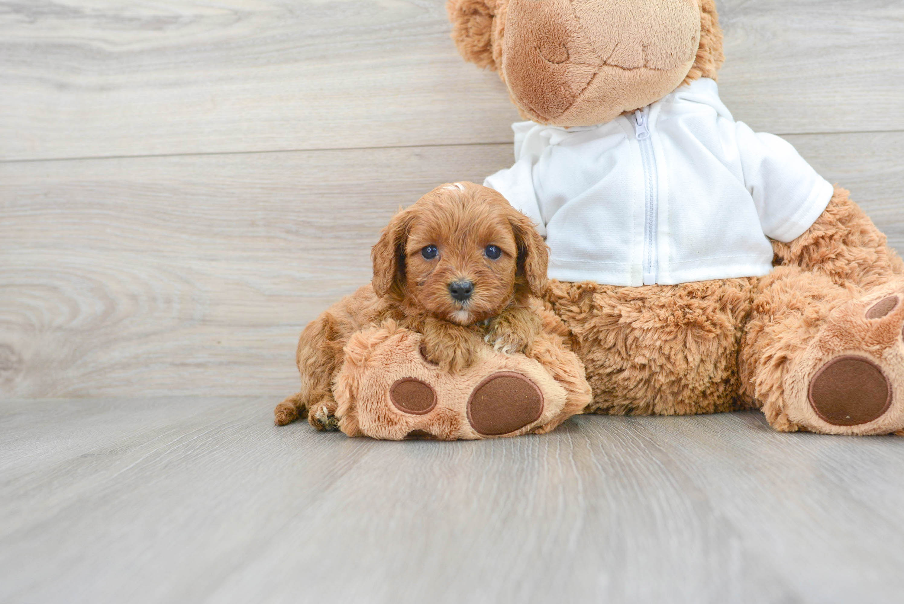 Cavapoo Puppy for Adoption