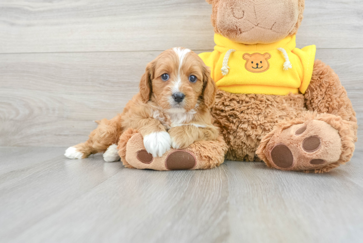 Best Cavapoo Baby
