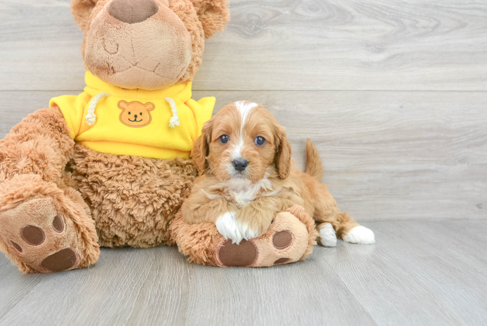 Funny Cavapoo Poodle Mix Pup