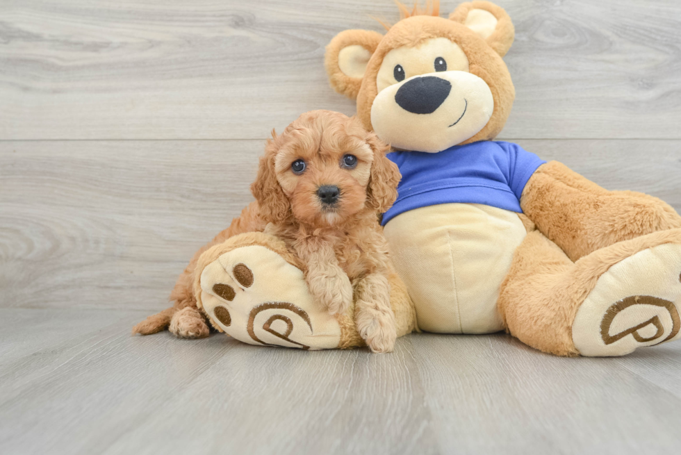 Friendly Cavapoo Baby