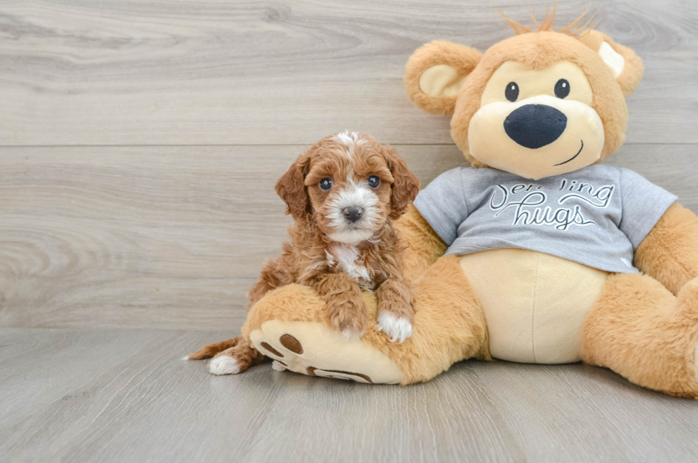 6 week old Cavapoo Puppy For Sale - Puppy Love PR