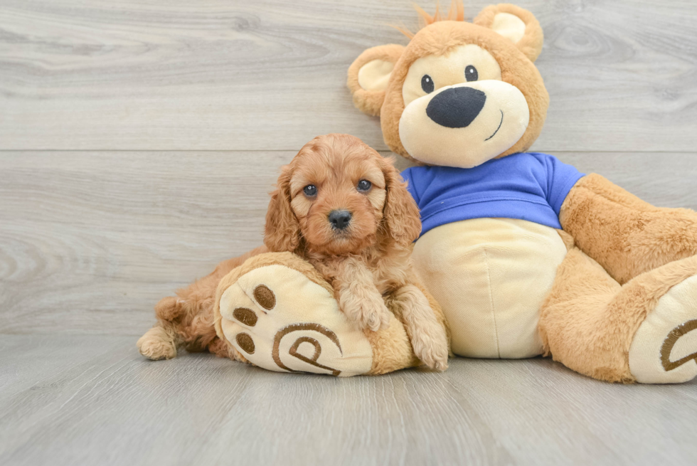 Cavapoo Pup Being Cute