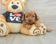 8 week old Cavapoo Puppy For Sale - Puppy Love PR