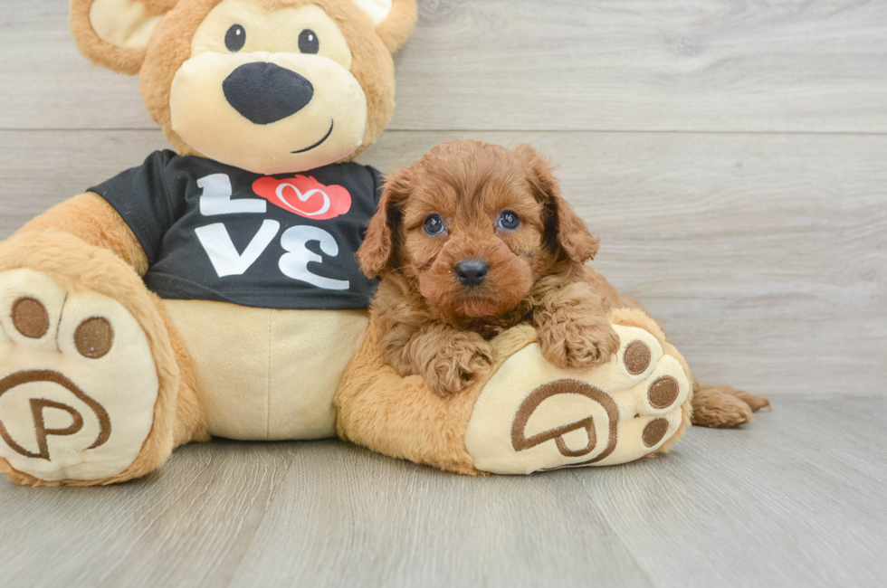6 week old Cavapoo Puppy For Sale - Puppy Love PR