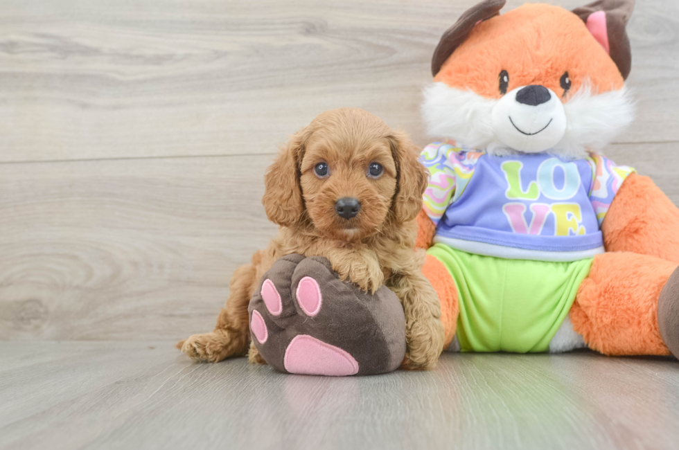 5 week old Cavapoo Puppy For Sale - Puppy Love PR