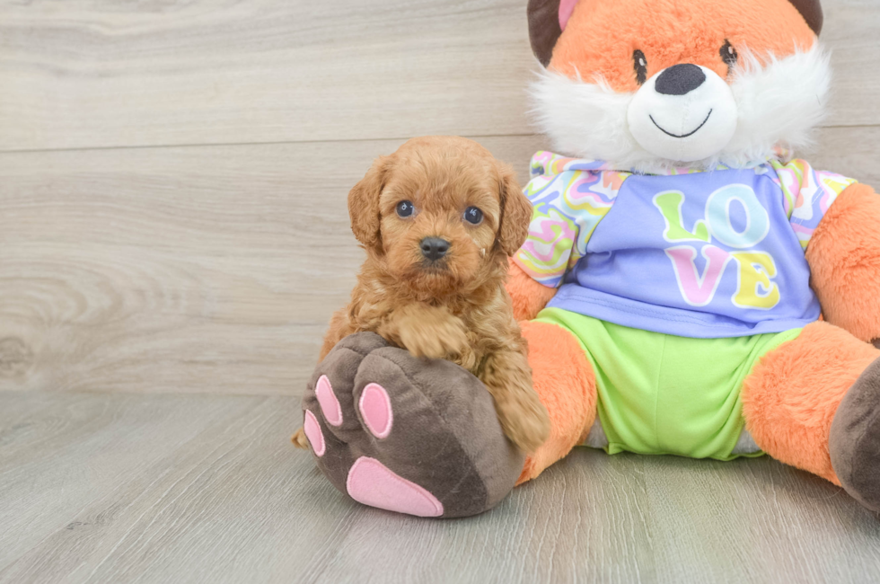 6 week old Cavapoo Puppy For Sale - Puppy Love PR
