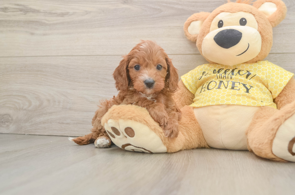 7 week old Cavapoo Puppy For Sale - Puppy Love PR
