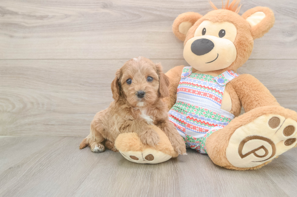 6 week old Cavapoo Puppy For Sale - Puppy Love PR