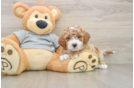 Adorable Cavalier King Charles Spaniel and Poodle Mix Poodle Mix Puppy