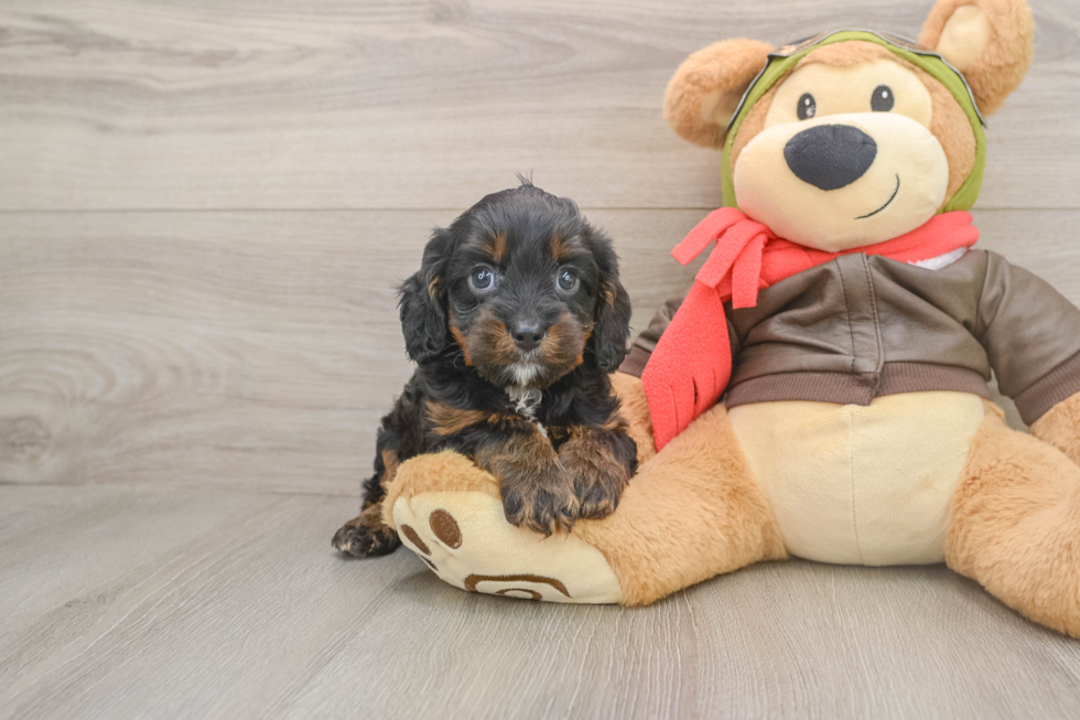 Playful Cavapoodle Poodle Mix Puppy