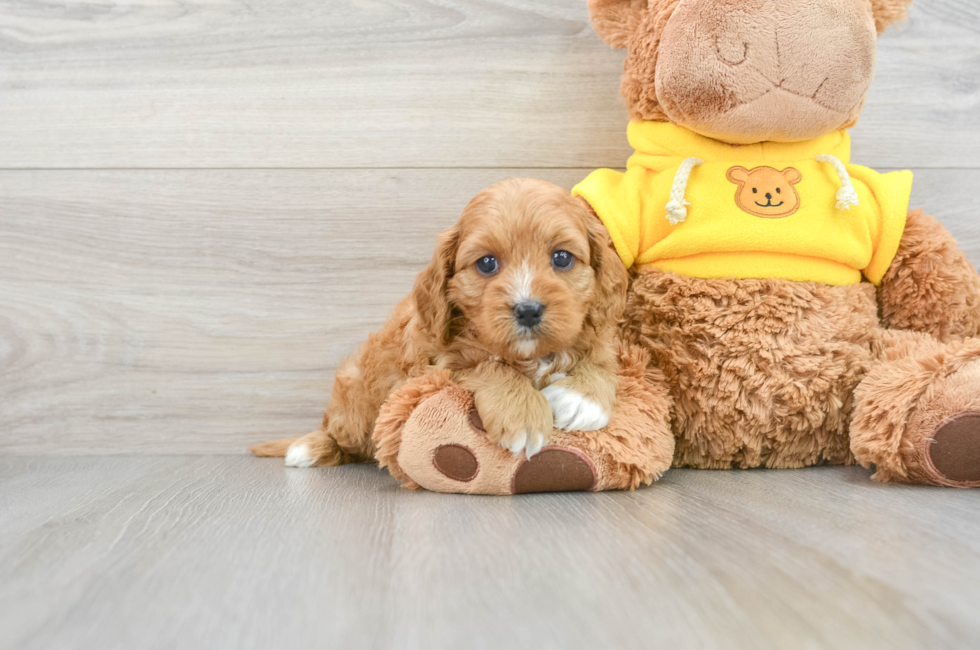 6 week old Cavapoo Puppy For Sale - Puppy Love PR