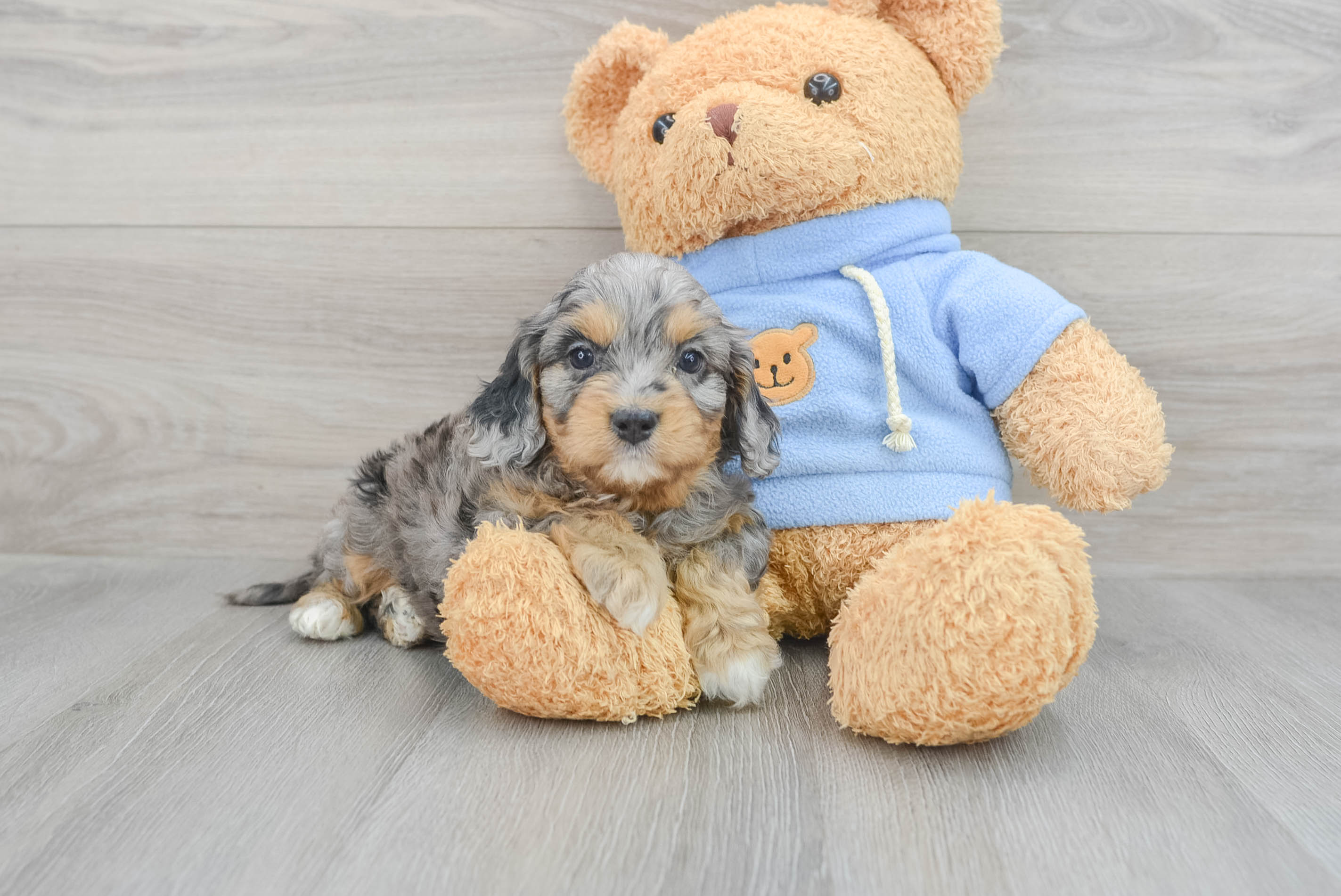 Cavapoo Puppy for Adoption