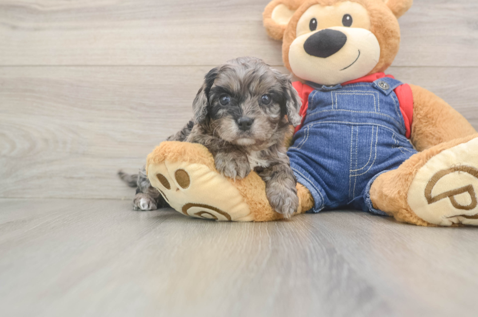 5 week old Cavapoo Puppy For Sale - Puppy Love PR