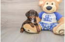 Playful Cavapoodle Poodle Mix Puppy