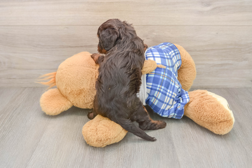 Cavapoo Puppy for Adoption