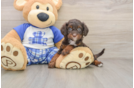 Adorable Cavalier King Charles Spaniel and Poodle Mix Poodle Mix Puppy